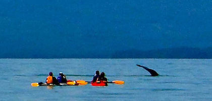 Kayak with Whales Juneau 