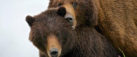Juneau Bear viewing